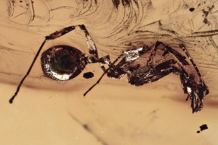 Detailed Fossil Twig-Dwelling Ant (Pseudomyrmecinae) In Baltic Amber #315341